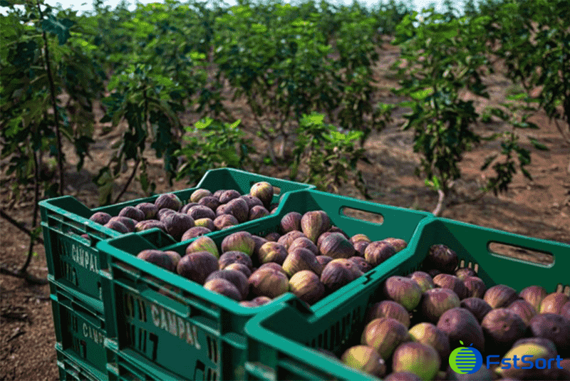 images/1748507611032fig grader.png